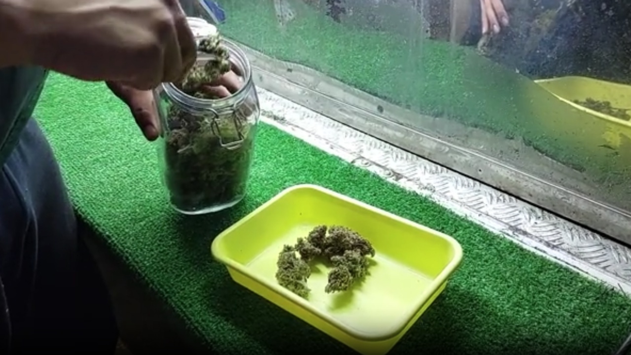 สสจ.เชียงใหม่ สั่งคุมเข้มร้านขายกัญชา 823 แห่ง ใช้เฉพาะทางการแพทย์เท่านั้น