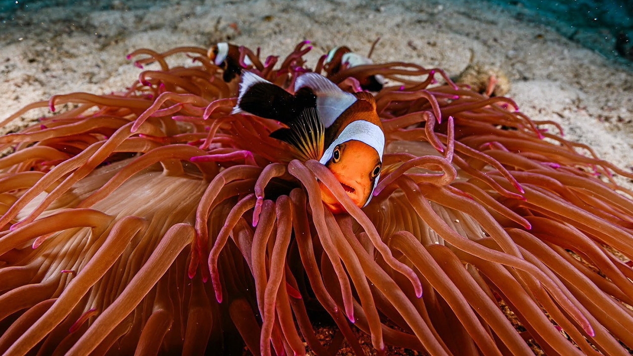 สปอตไลต์ เกาะเต่า