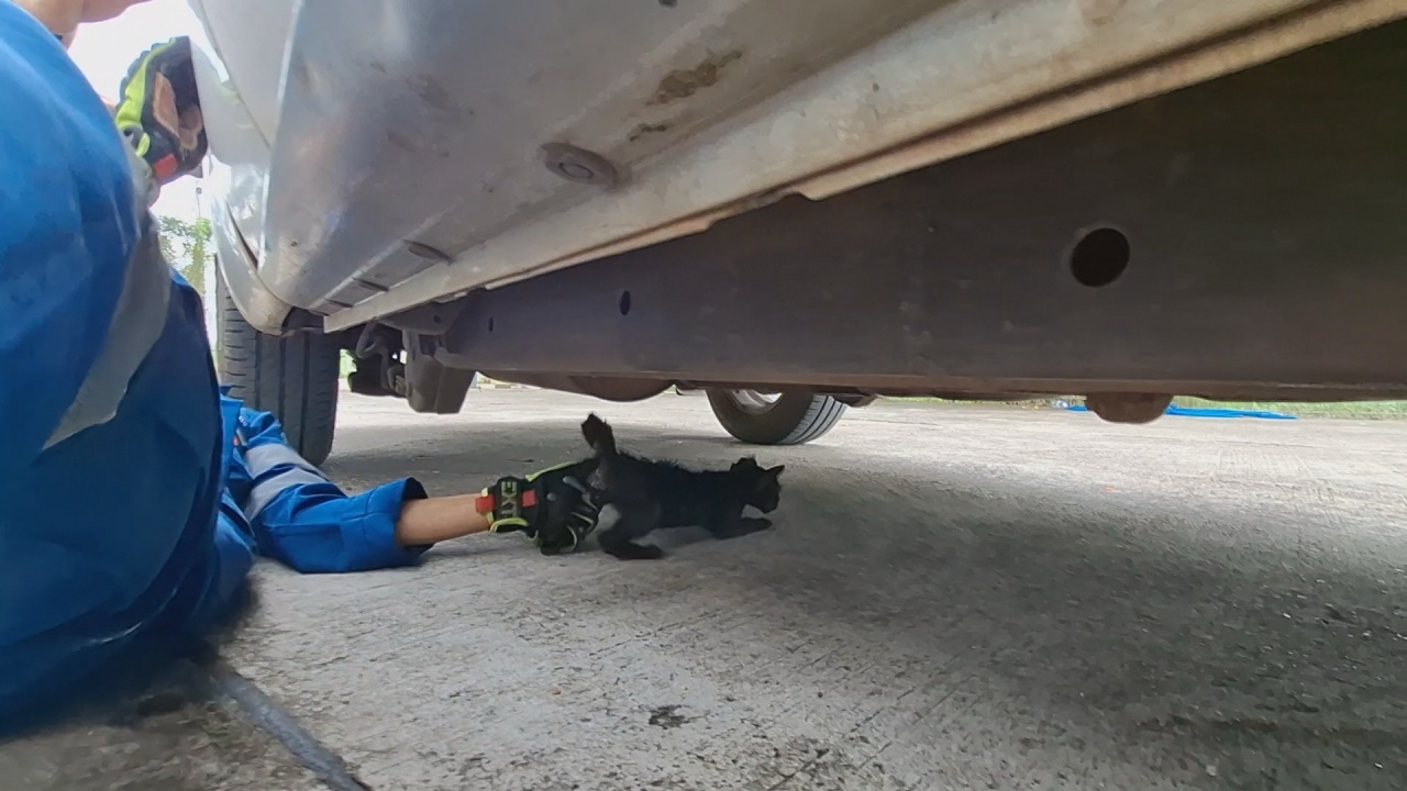 แมวสุดอึด เกาะเพลาใต้รถ ระยะทาง 240 กม. คนใจดีรับเลี้ยง นำเลขทะเบียนเสี่ยงโชค