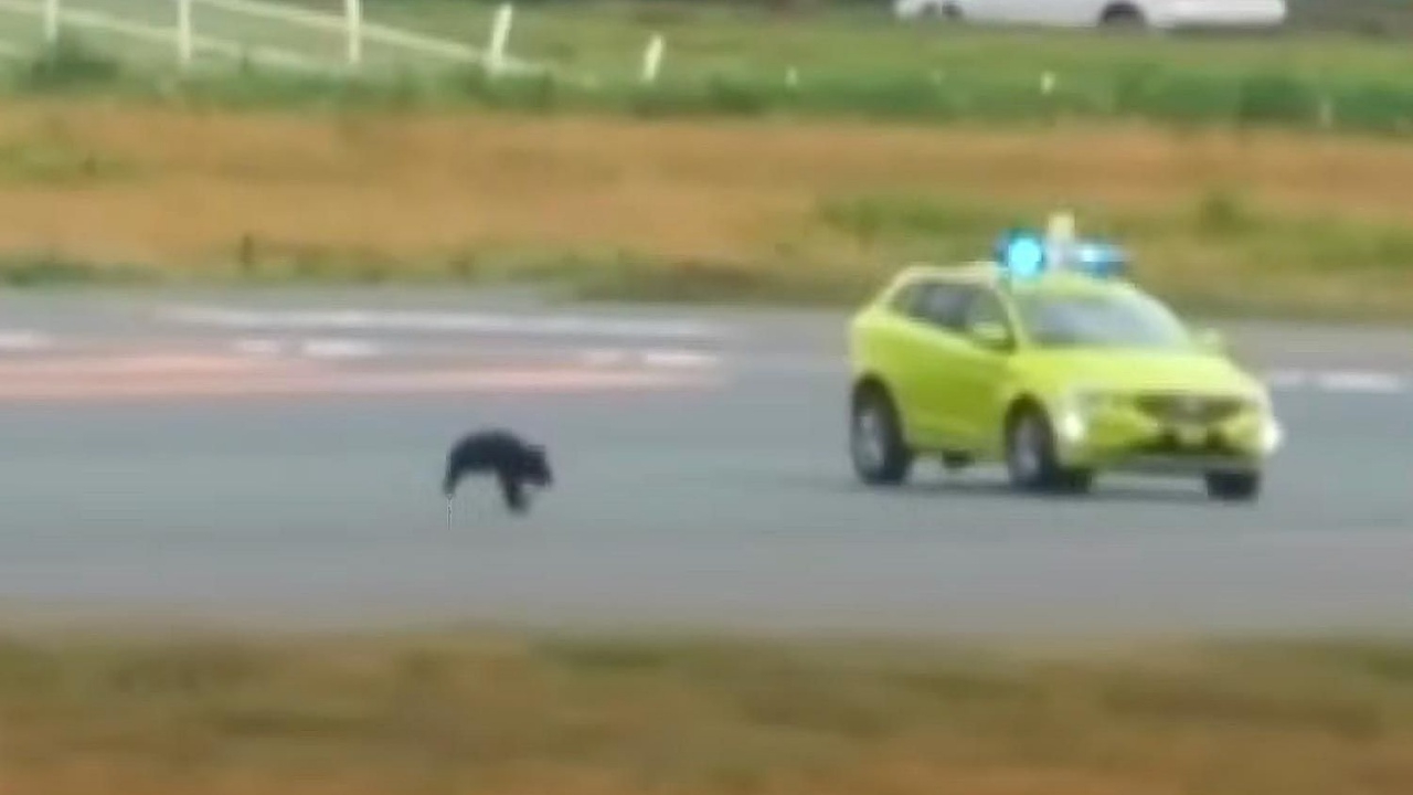 ไล่จับหมีบนรันเวย์  ทำสนามบินญี่ปุ่น ยกเลิกเที่ยวบินกว่า 10 เที่ยว