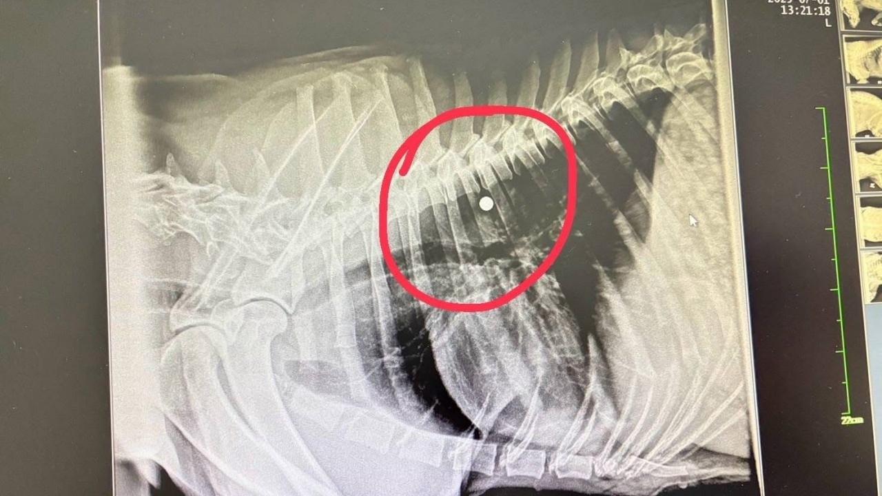 พบกระสุนหลายนัดฝังในร็อตไวเลอร์ถูกทิ้ง สัตวแพทย์เร่งผ่าตัดช่วยเหลือ