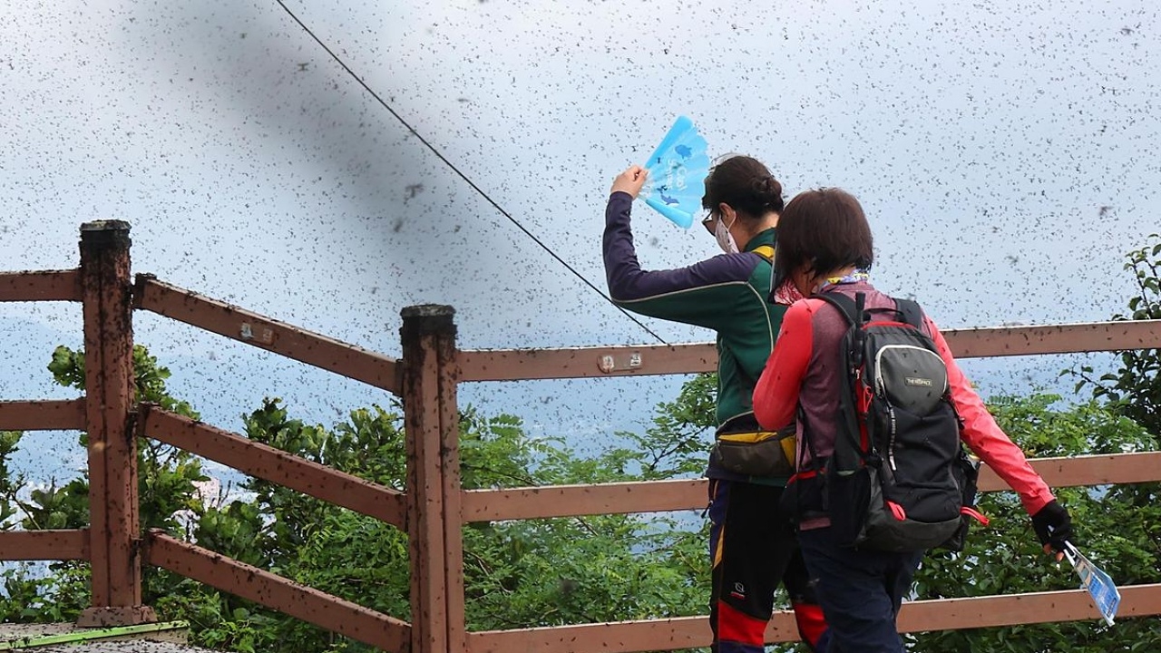 ชาวโซลสุดทน "เลิฟบั๊ก" บุกเมือง ทางการชี้ไม่เป็นอันตราย