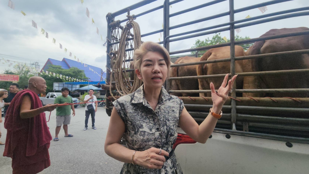 ไถ่ชีวิตโค 3 ตัวถวายหลวงพ่อแป๊ะ คนตาดีไม่พลาด "เลขเด็ด" ทะเบียนรถบรรทุก