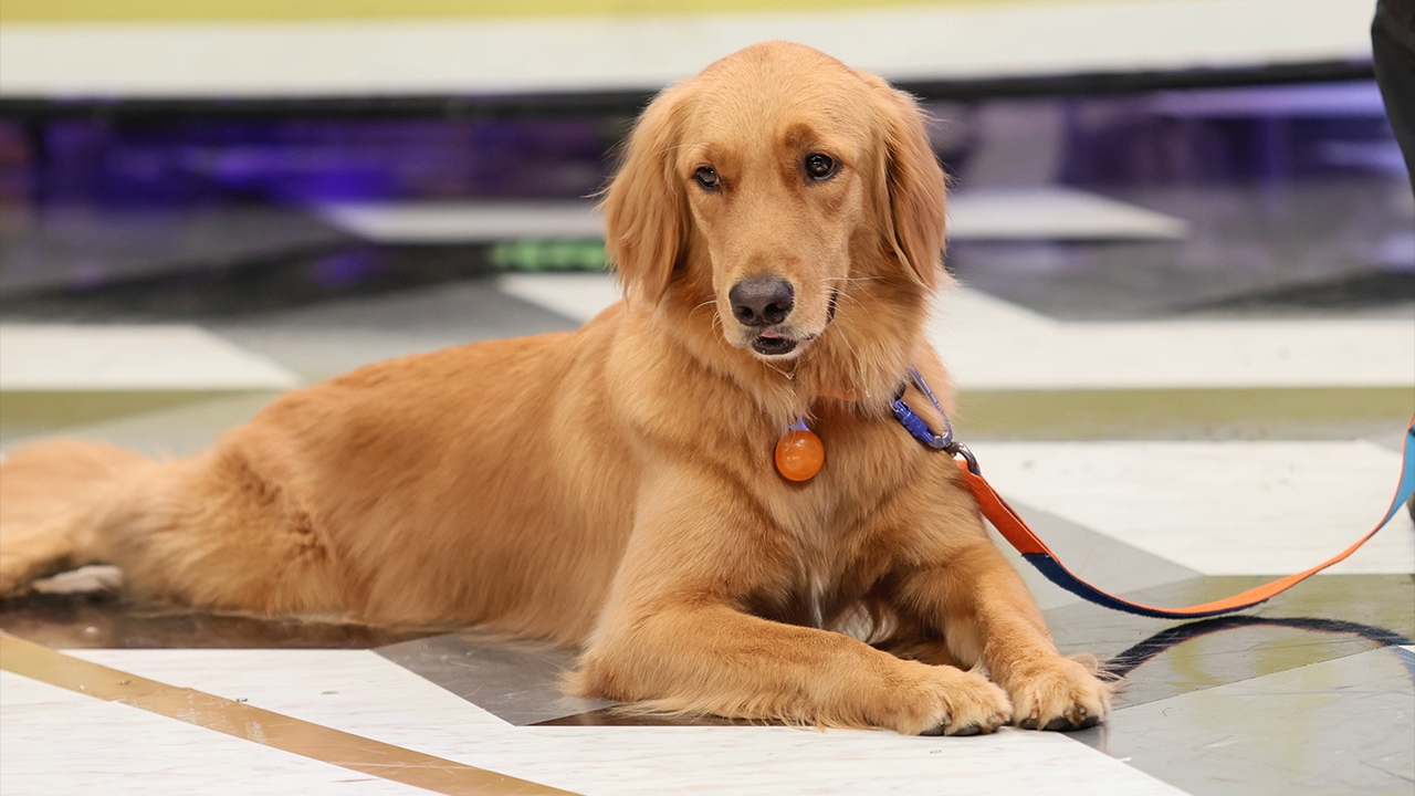 "K9 ฮีโร่ 4 ขา" มาแล้ว! เก่งค้นหา ช่วยผู้ประสบภัย "ชม&แอฟ" รอด ใน "3 แซ่บ"