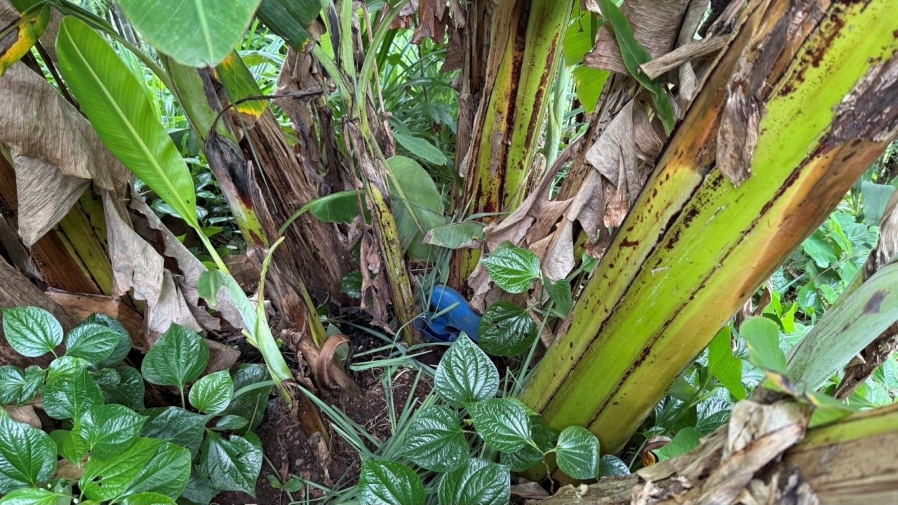 ตร.ตามรวบน้องผัวป่วยจิต คว้าจอบฟาดหัวพี่สะใภ้ดับ ก่อนลากศพทิ้งในป่ากล้วย