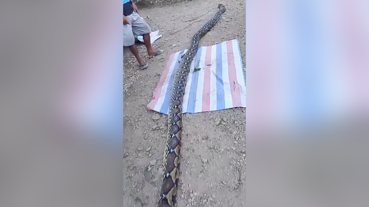 ตะลึง งูเหลือมยาว 7 เมตร โผล่ริมบ่อน้ำอินโดฯ