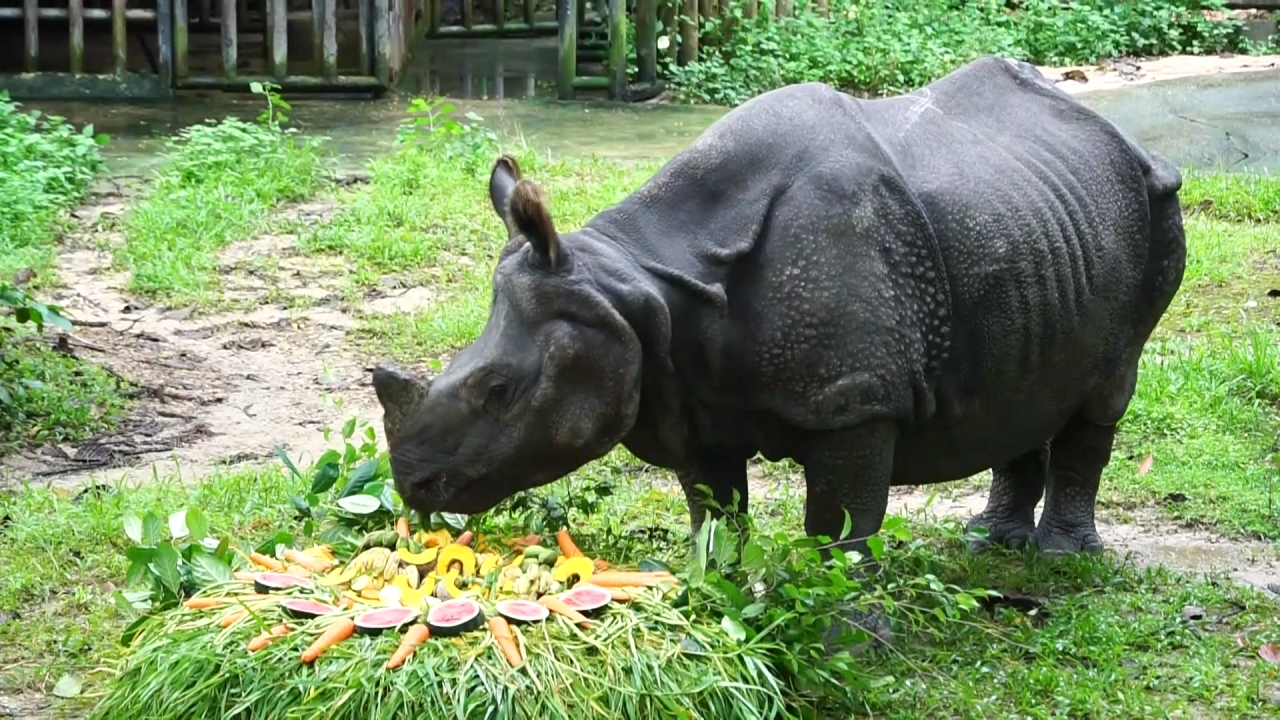 "กาลิ" แรดอินเดียตัวเดียวในไทย แห่งสวนสัตว์เชียงใหม่ สิ้นใจแล้วในวัย 40 ปี