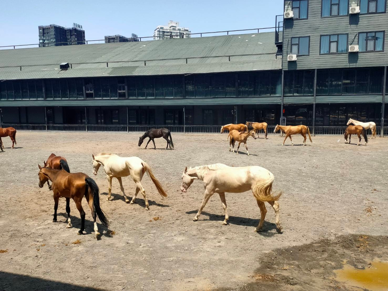 ตามหาม้าเหงื่อโลหิตในตำนาน ในซินเจียงอุยกูร์