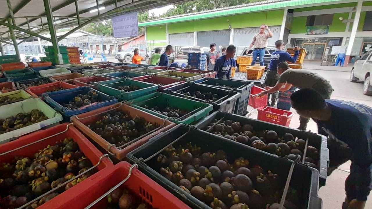 ผลพวงปิดด่าน มังคุดดำ เหลือโลละ 5 บาท สหกรณ์เกษตรฯ ช่วยรับซื้อ 10 บาท
