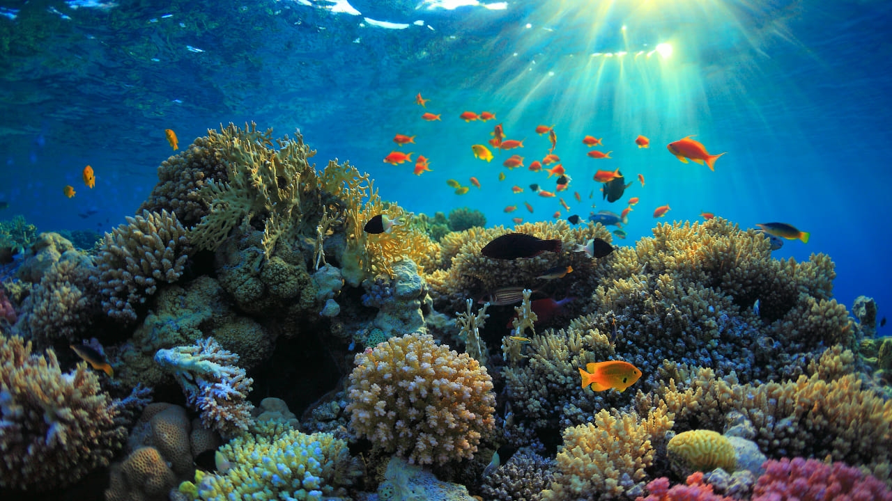 โลกใต้น้ำกำลังดับแสง ส่อวิกฤตโซนมีชีวิตในมหาสมุทร และผลกระทบที่มีต่อโลกอย่างมากมาย