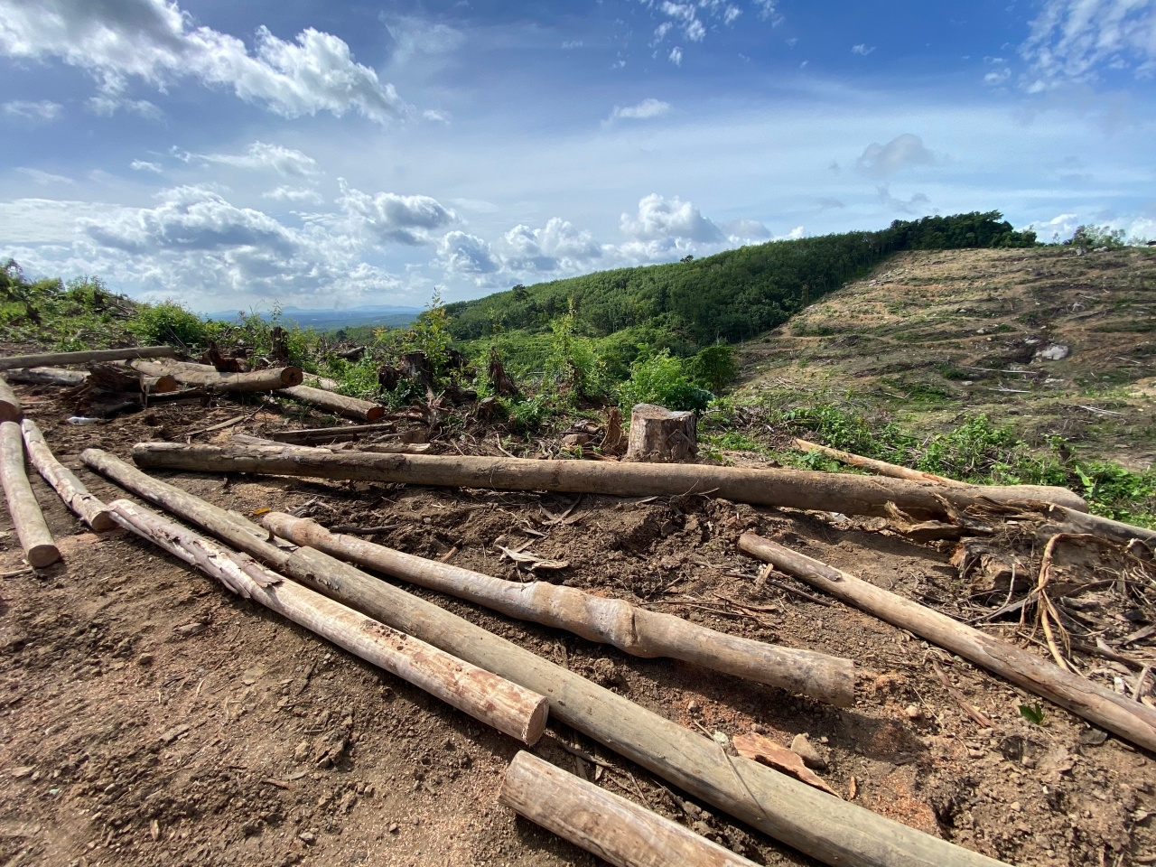ป่าไม้กระบี่ แจงภาพตัดไม้ในป่าเขาพนมเบญจา ยันเป็นไปตามโครงการปลูกป่า