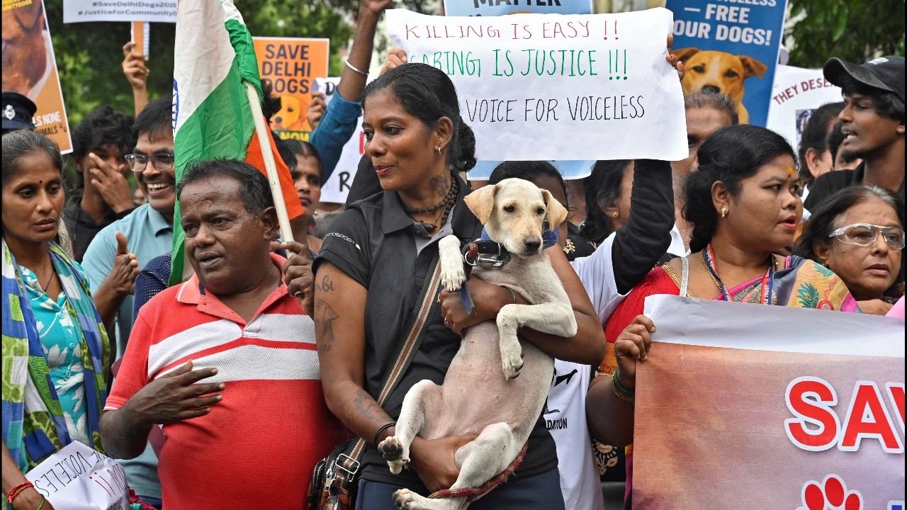 ศาลฎีกาอินเดียสั่งปล่อยสุนัขจรจัดในนิวเดลี หลังถูกทำหมัน-ฉีดวัคซีนแล้ว