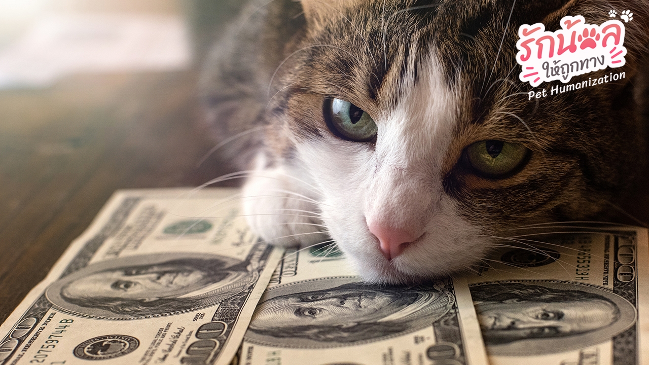 ไทยรัฐโพล เปิดผลสำรวจทาสยุคใหม่ ยอมเปย์เท่าไหร่เพื่อสัตว์เลี้ยงแสนรัก