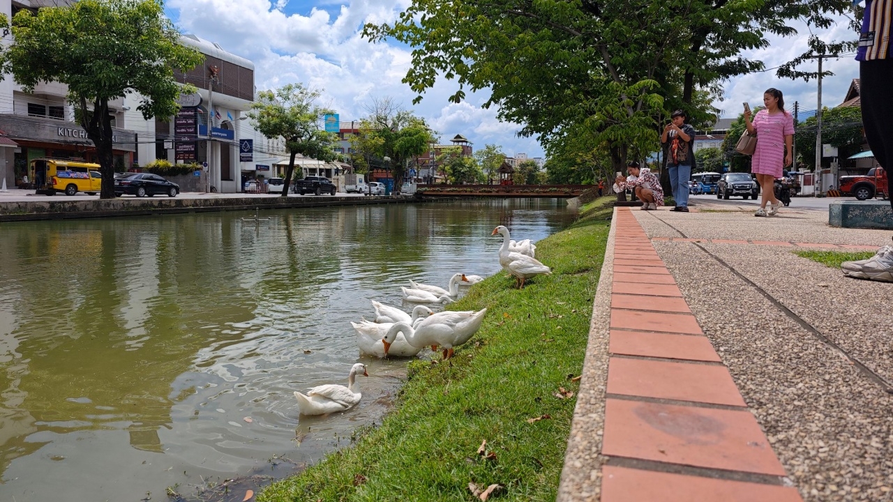 เหล่าเซเลปเชียงใหม่ "ห่านเทศบาล" ดังไม่หยุด คนแห่ชมเพียบ ล่าสุดได้บ้านหลังใหม่แล้ว
