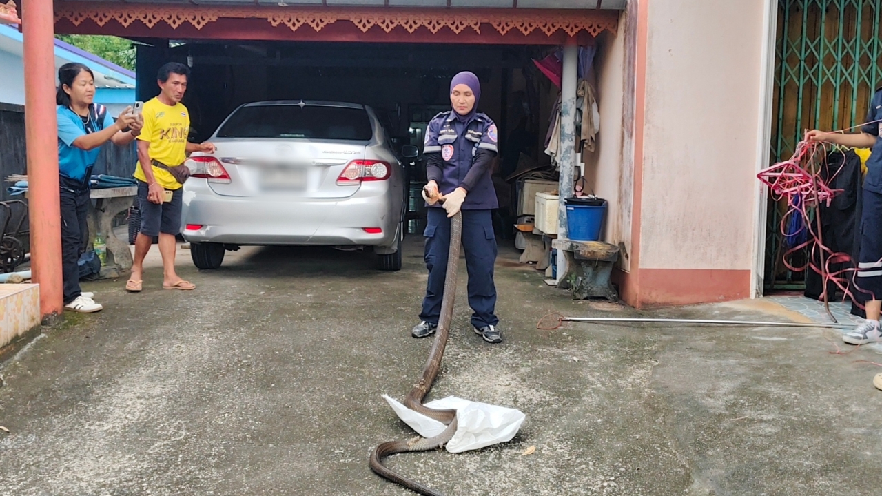 ยายวัย 85 ตั้งใจจับงูจงอาง 4 เมตรแอบเข้าบ้าน สุดท้ายเรียกกู้ภัยเพราะตัวใหญ่เกิน