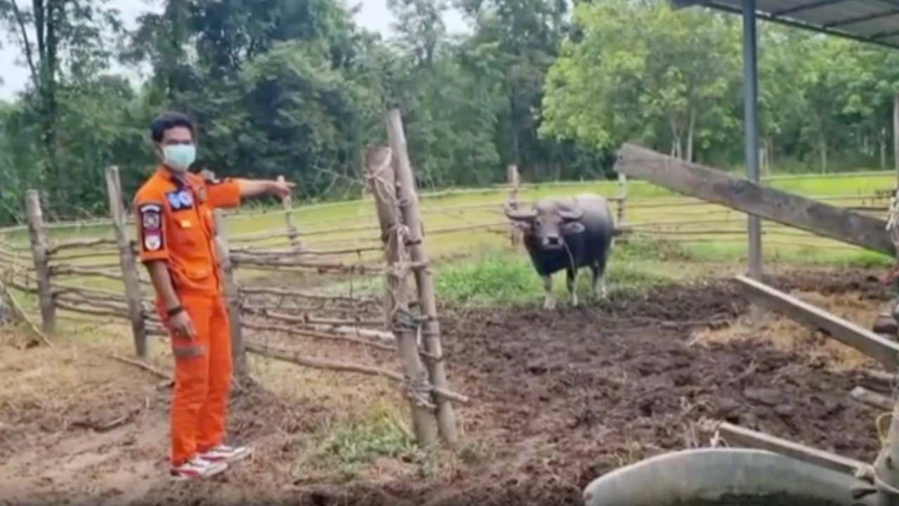 ควายคลั่ง ขวิดเจ้าของเสียชีวิต เลี้ยงมาตั้งแต่เล็ก ญาติประกาศขายทันที 5 หมื่น