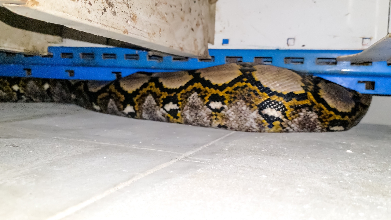 "งูเหลือมยักษ์" บุกบ้านเป็นตัวที่ 6 คอหวยตาดีส่อง "เลขเด็ด" ไปลุ้นงวด 1/9/68