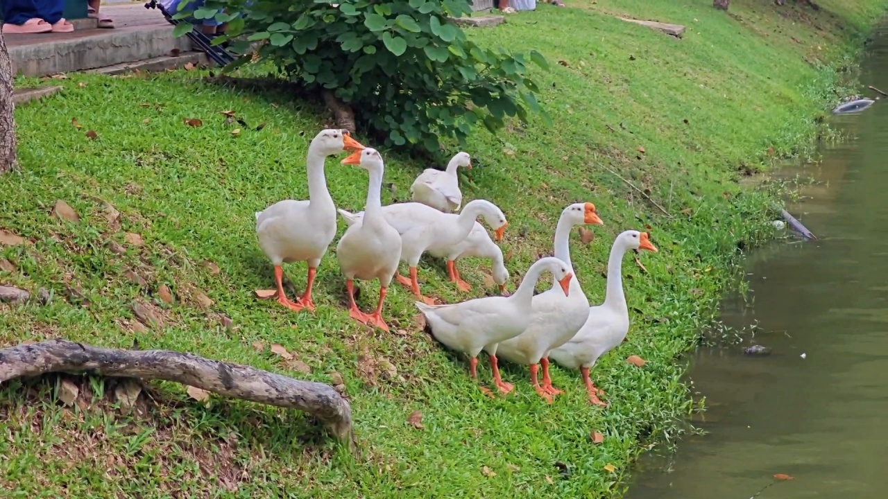 "ห่านคูเมืองเชียงใหม่" ได้บรรจุเป็นพนักงานเต็มตัว เตรียมฝังไมโครชิพระบุตัวตน