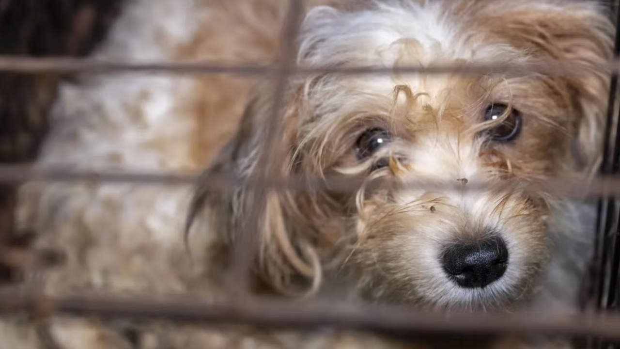 สุดสะเทือนใจ! สหรัฐฯ บุกช่วยสุนัขกว่า 100 ชีวิต ถูกเลี้ยงในสภาพอนาถา