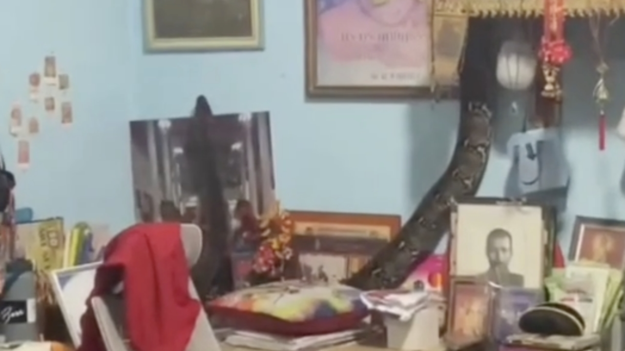 เจ้าของบ้านผวา "งูเหลือม" โผล่เลื้อยขึ้นหิ้งพระ ไม่พลาดซื้อ "เลขเด็ด" ลุ้นโชค