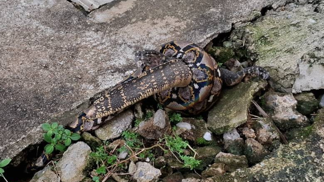กู้ภัยช่วย "งูเหลือมหิวจัด" รัดตะกวดหวังลากไปกินในรูแต่ตัวติดท่อ