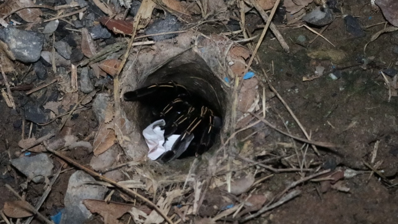 คอหวยไม่ท้อ ทำพิธีขอเลขเด็ด "พญาบึ้ง" นั่งรอตั้งแต่เช้ายันค่ำ ลุ้นงวด 1/9/68