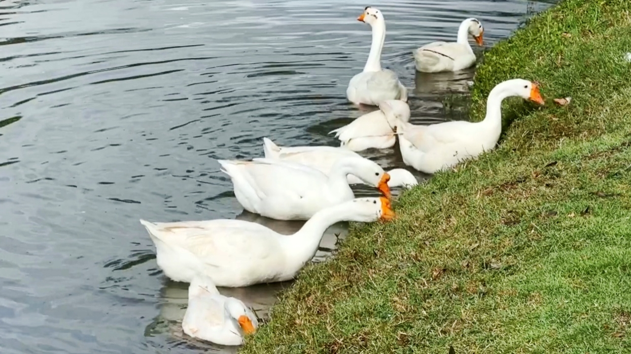 เฉลยแล้ว "น้องห่านคูเมือง" หายไปไหน ลุ้นได้บรรจุตำแหน่งใหม่ฝ่ายดึงดูดนักท่องเที่ยว