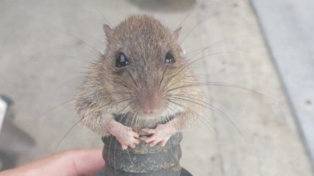 ช่วยหนูด้วย กู้ภัยฯ ใจดีช่วยชีวิต "หนูจอมซน" หลังมุดเข้าไปในท่อ แต่ออกมาไม่ได้