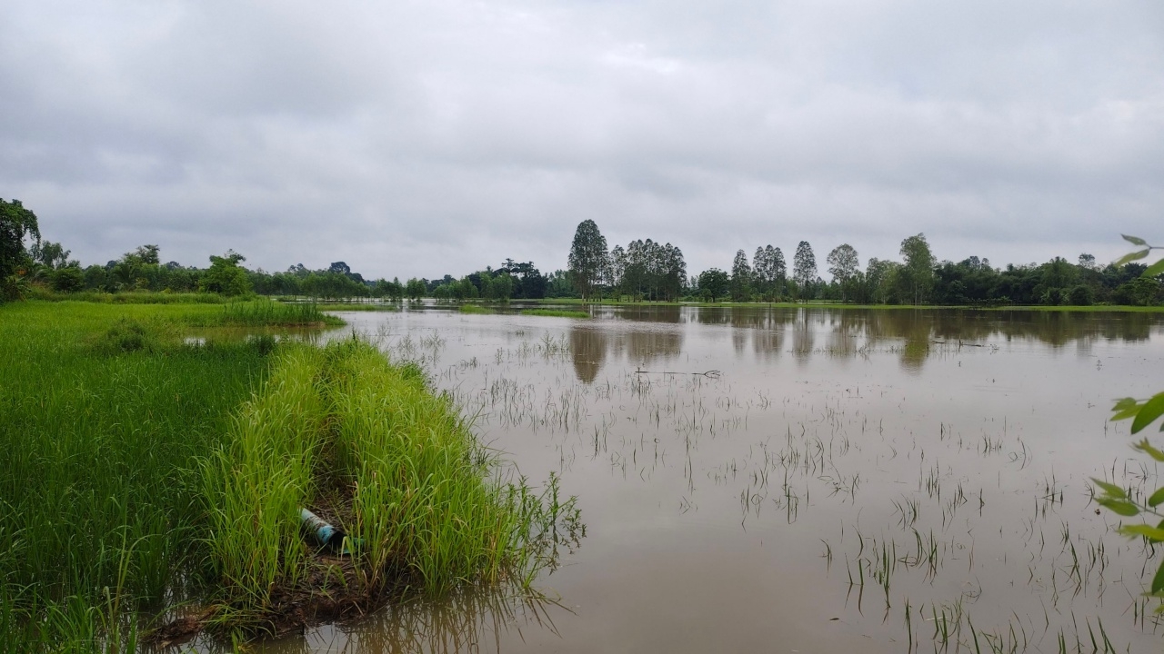 อิทธิพล "พายุคาจิกิ" ทำน้ำห้วยลำพะยังล้นตลิ่ง ท่วมนาข้าวชาวบ้านกว่า 200 ไร่