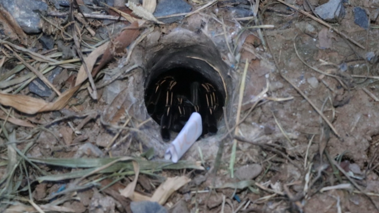 คอหวยมาตามนัด ทำพิธีขอเลขเด็ดเสี่ยงทาย "พญาบึ้ง" ลุ้นรวยงวด 16/8/68