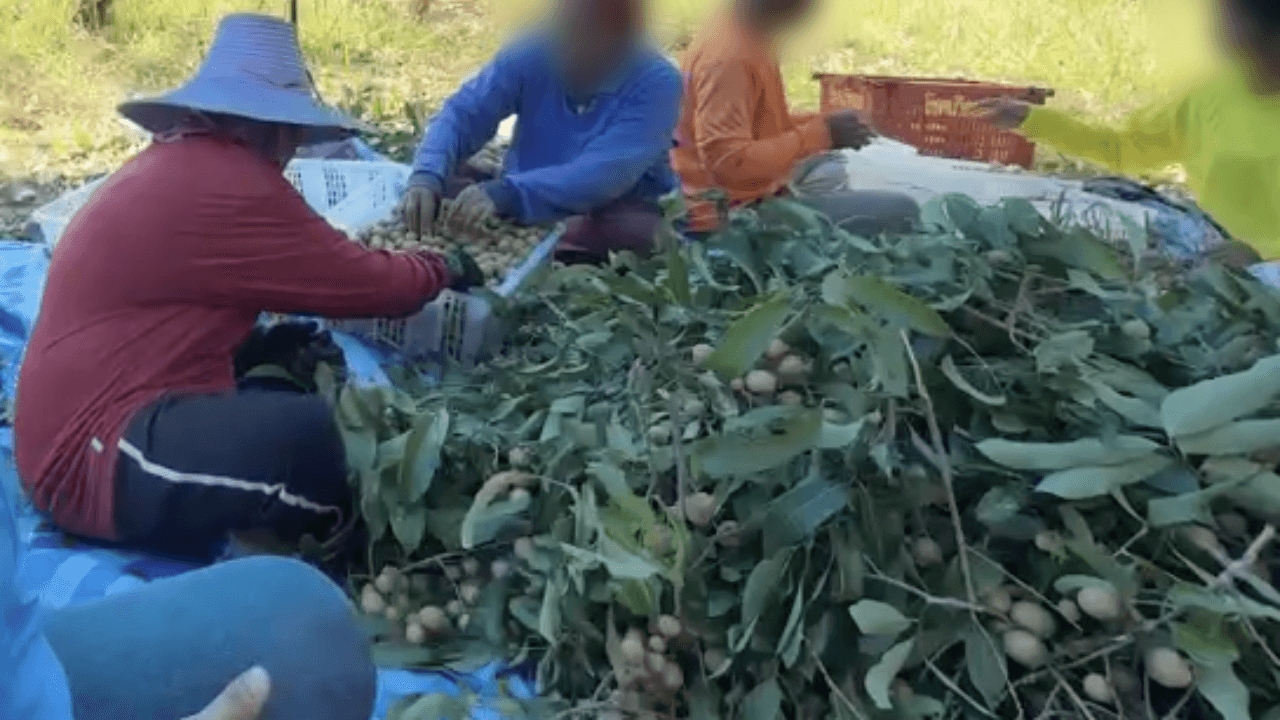 เจ้าของสวนลำไยใจชื้น หลังต่อวีซ่าแรงงานกัมพูชา 6 เดือน แต่ยังต้องจ้างคนไทยเสริม