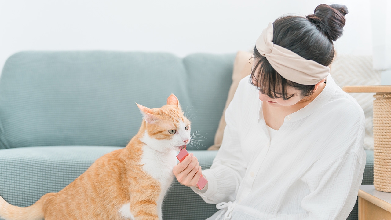 รุกจดทะเบียนสัตว์เลี้ยงออนไลน์ กทม.อำนวยความสะดวกเจ้าของ ยันเสร็จก่อนข้อบัญญัติบังคับใช้