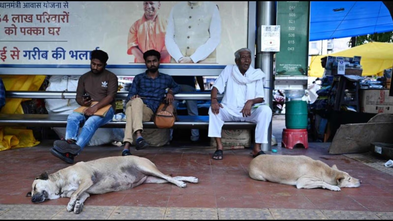 ศาลสูงอินเดียสั่งกวาดล้างสุนัขจรจัดในกรุงนิวเดลี