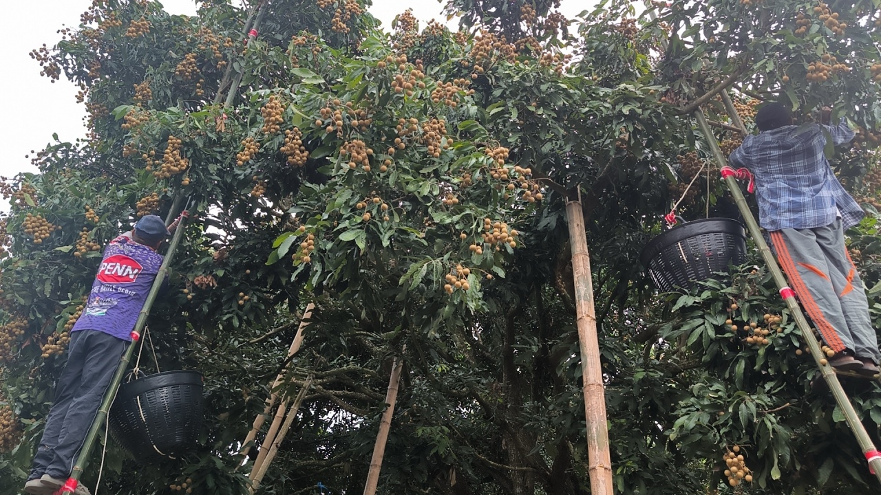 แรงงานไทยลงพื้นที่เก็บลำไยวันแรก เจ้าของสวนเชื่อใช้เวลาฝึกไม่นาน