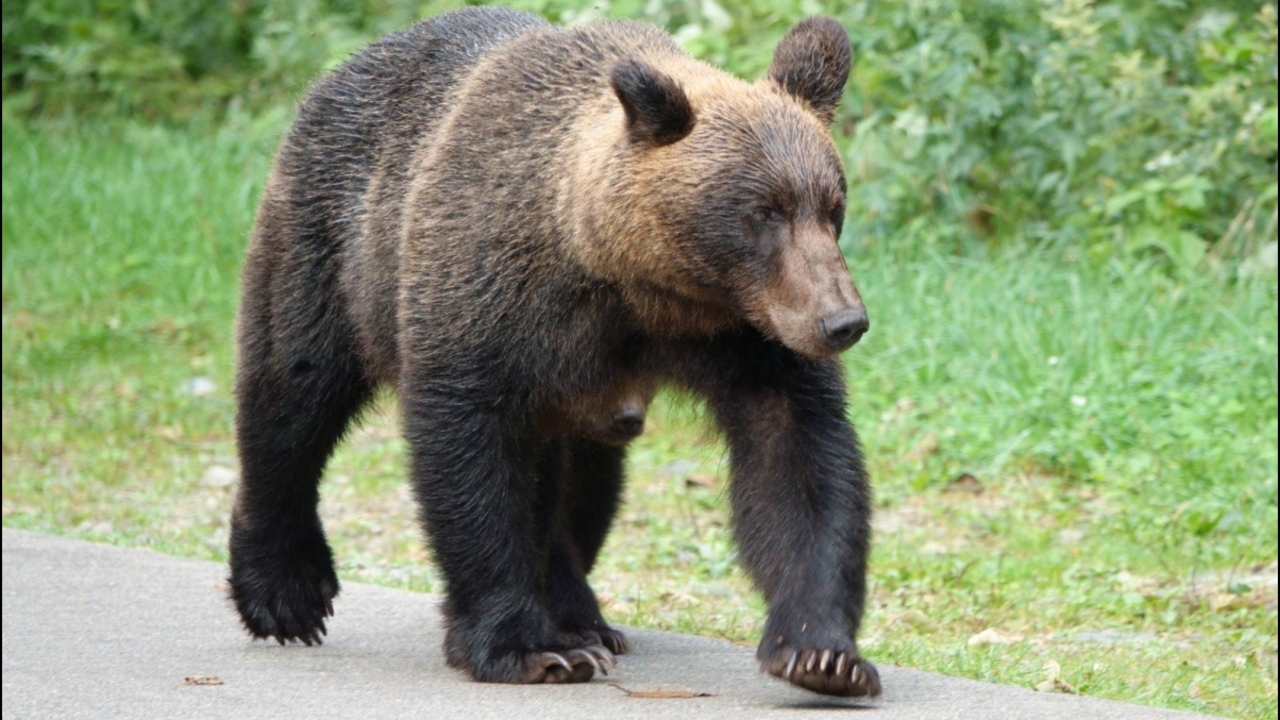 นักเดินป่าญี่ปุ่นเสียชีวิตหลังถูกหมีโจมตีในป่าฮอกไกโด