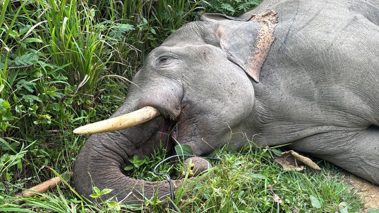 สลด "พลายขุนศึก" ช้างป่าเขาใหญ่ถูกไฟฟ้าช็อตตาย คาดใช้งวงจับสายไฟฟ้าของชาวบ้าน