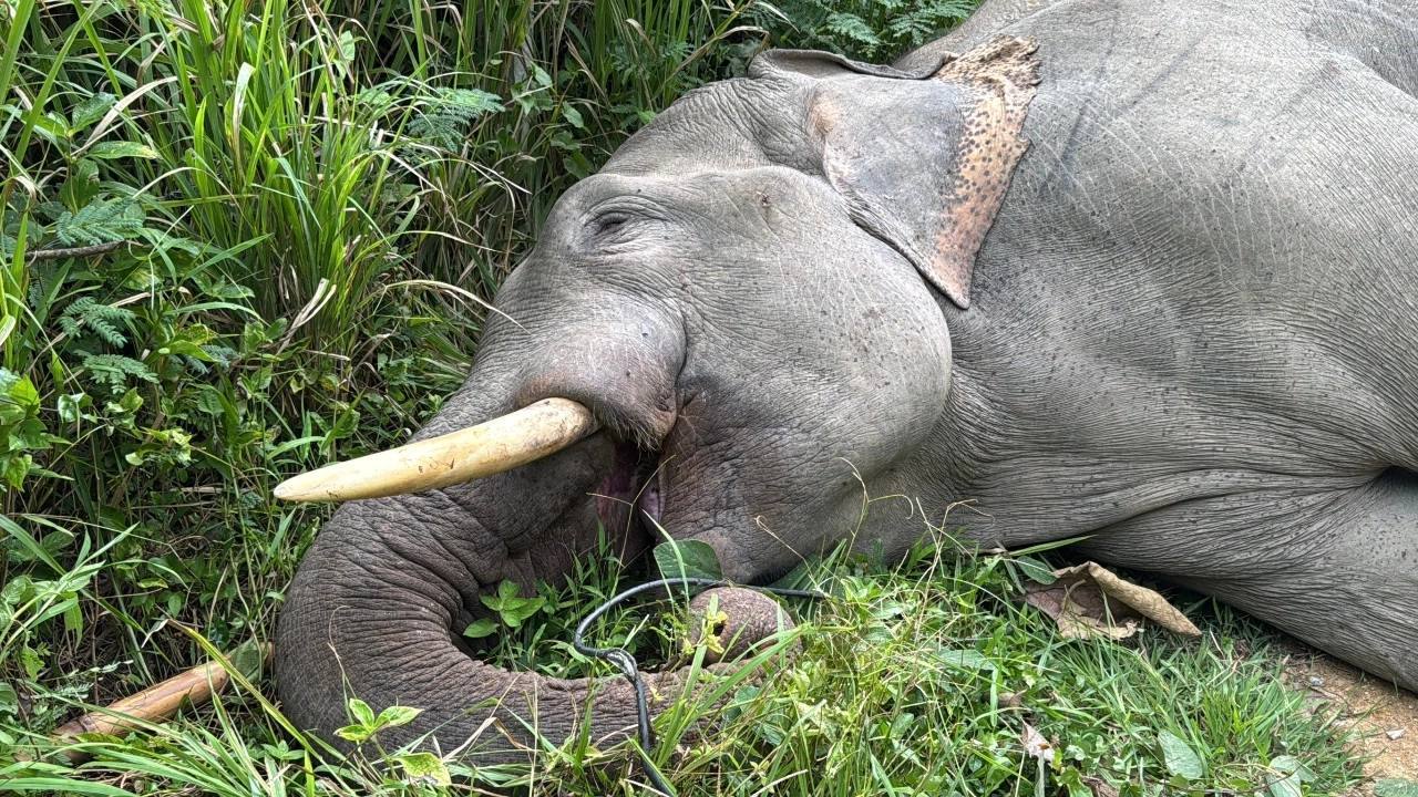 สลด "พลายขุนศึก" ช้างป่าเขาใหญ่ถูกไฟฟ้าช็อตตาย คาดใช้งวงจับสายไฟฟ้าของชาวบ้าน
