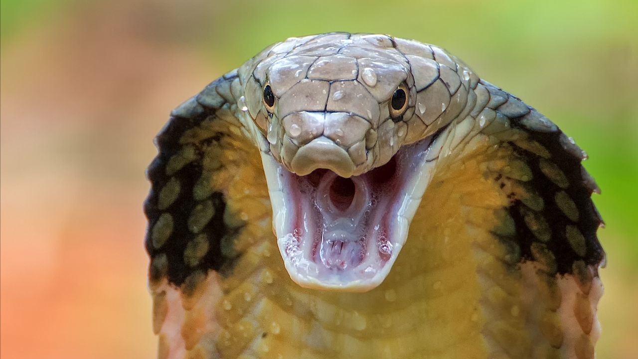 ฝันเห็นงูจงอางตัวใหญ่ชูคอ งูหลายตัว ดีหรือไม่ จะได้พบคู่จริงหรือ