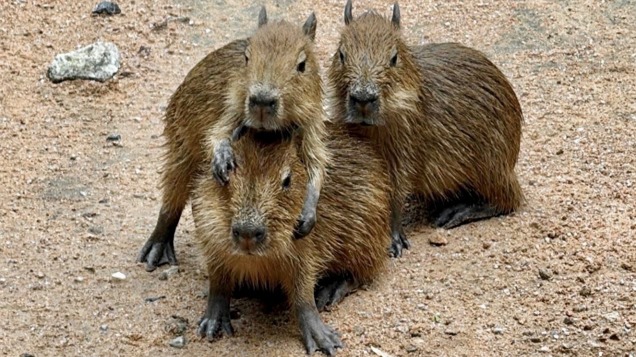 เอ็นดูหนักมาก สวนสัตว์เขาเขียว เปิดโหวตตั้งชื่อให้สมาชิกใหม่ "ลูกคาปิบารา" 3 ตัว