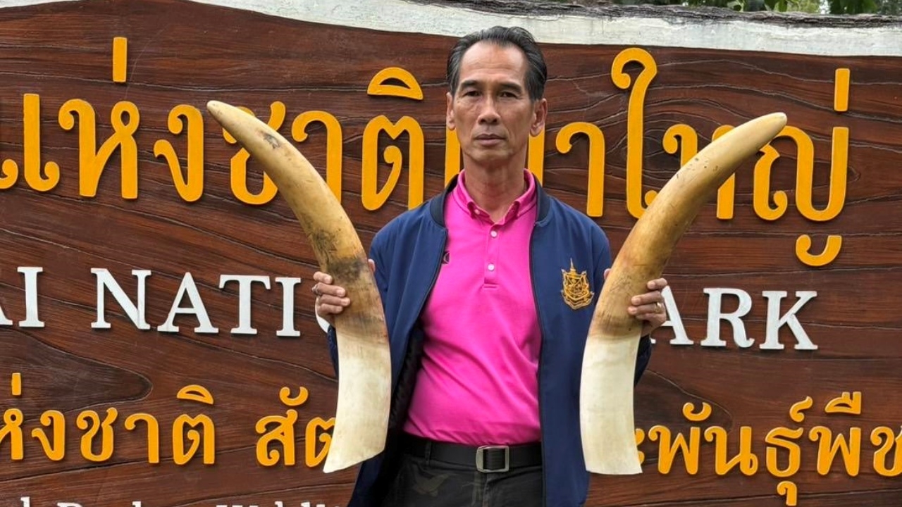 อุทยานเขาใหญ่ ยันทำตามระเบียบ กรณีจัดการซากช้าง "พลายขุนศึก" หลังถูกไฟฟ้าช็อต