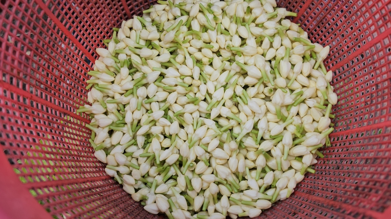 ดอกมะลิราคาพุ่ง รับ "วันแม่แห่งชาติ" ชาวสวนคาด อาจแตะถึงกิโลกรัมละ 1,000 บาท