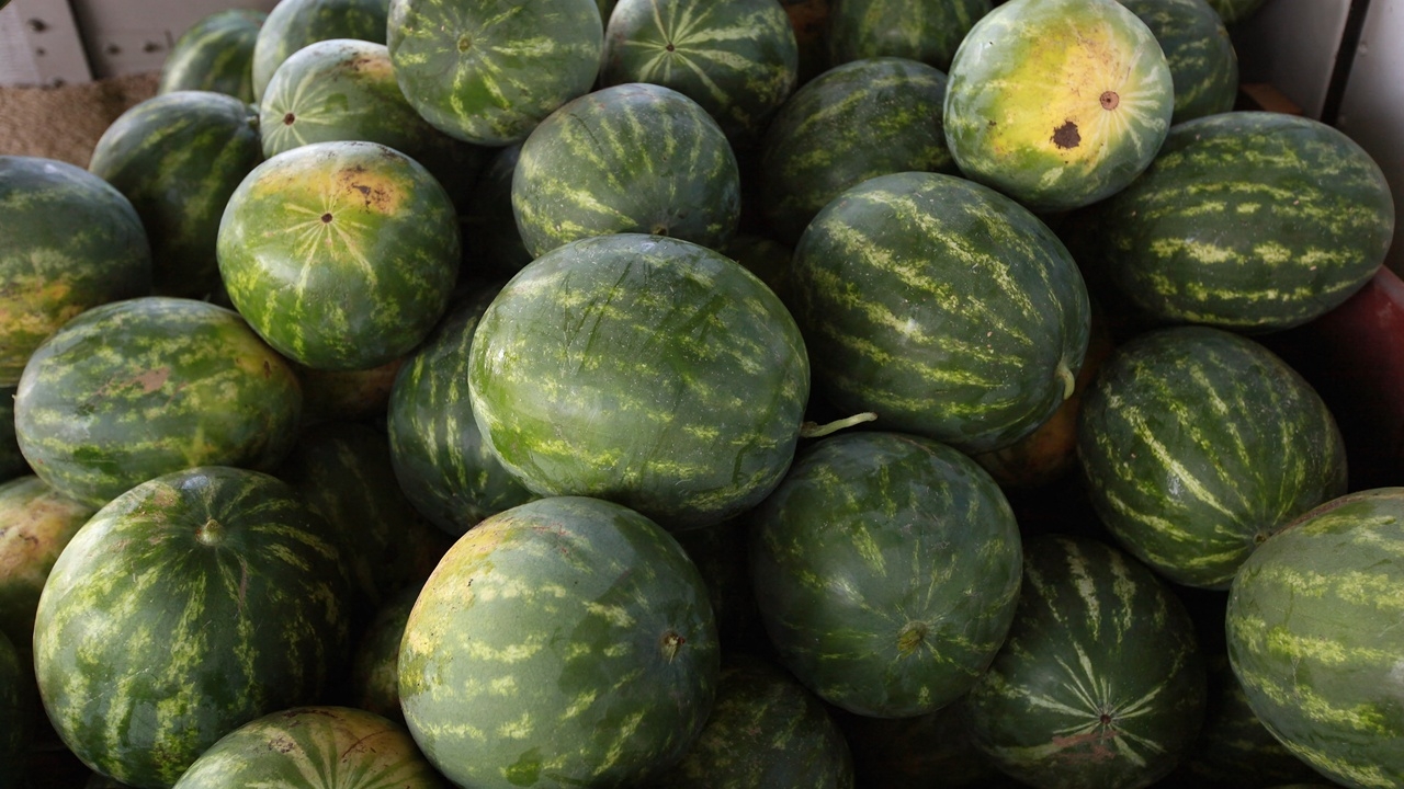 ชาวสวนญี่ปุ่นสุดช้ำ โจรขโมยแตงโมกว่า 600 ลูก มูลค่า 1.2 ล้านเยน