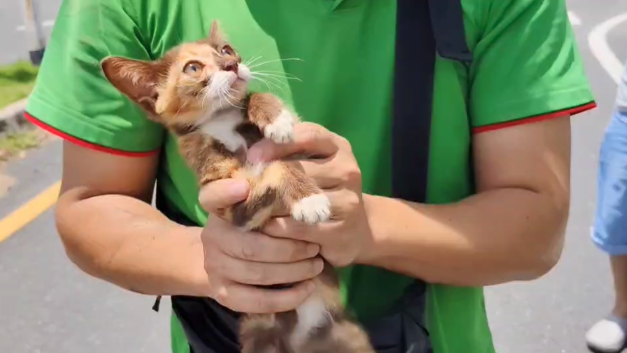 เห็นแล้วใจฟู ชื่นชม 2 หนุ่มไม่ปล่อยผ่าน จอดรถช่วยลูกแมวโดนฝูงสุนัขล้อมกัด