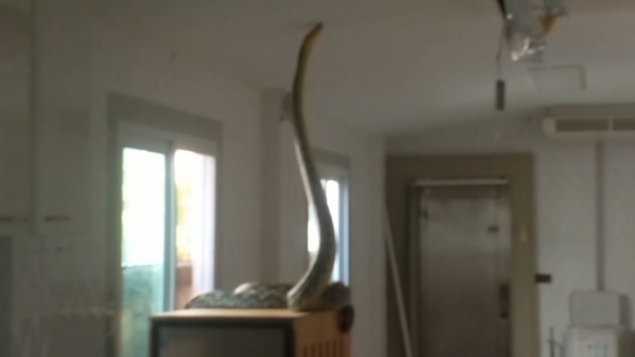 สาวผวา งูเหลือมยาว 5 เมตร หล่นจากช่องฝ้าเพดาน หวังกินแมวพันธุ์สก็อตติส