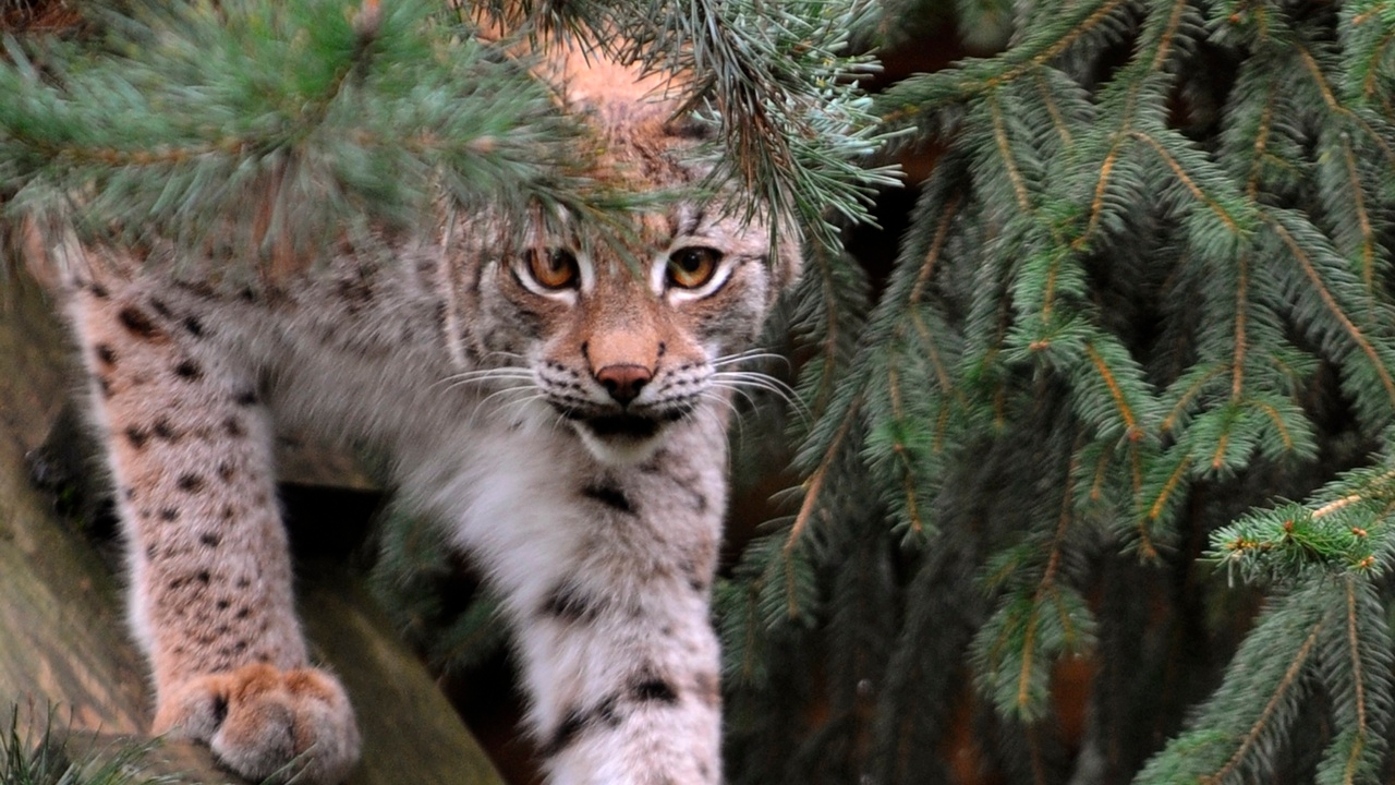 สวนสัตว์เดนมาร์กขอรับบริจาคสัตว์เลี้ยงขนาดเล็กเป็นอาหารสัตว์นักล่า