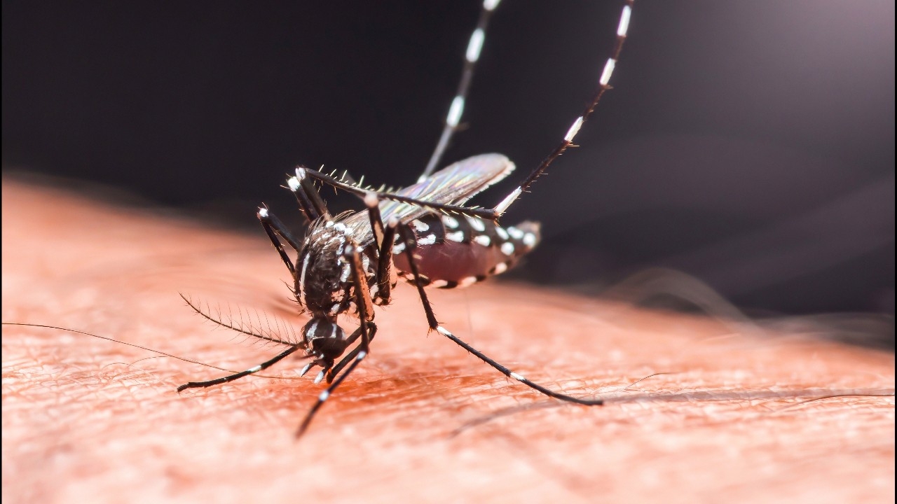 จีนเผยตัวเลขผู้ป่วยโรคชิคุนกุนยา 7,000 ราย ในมณฑลกวางตุ้ง