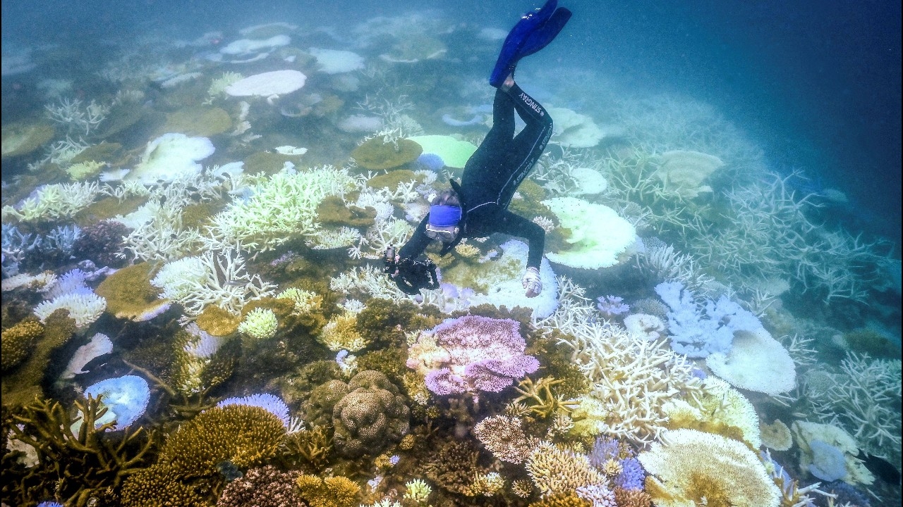 แนวปะการังเกรตแบร์ริเออร์รีฟ สูญเสียปะการังครั้งใหญ่ที่สุดในรอบ 39 ปี