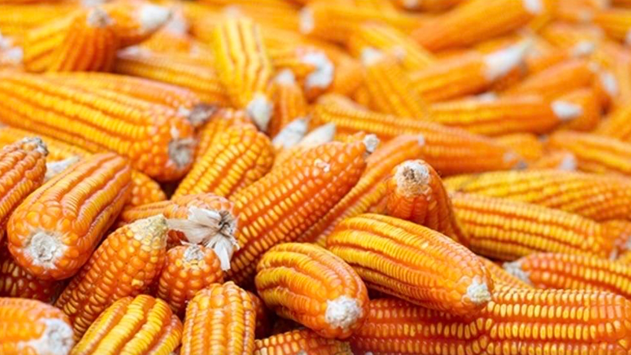 ได้เวลาโรงงานอาหารสัตว์เปิดรับข้าวโพดฤดูกาลใหม่ในเดือนสิงหาคมนี้