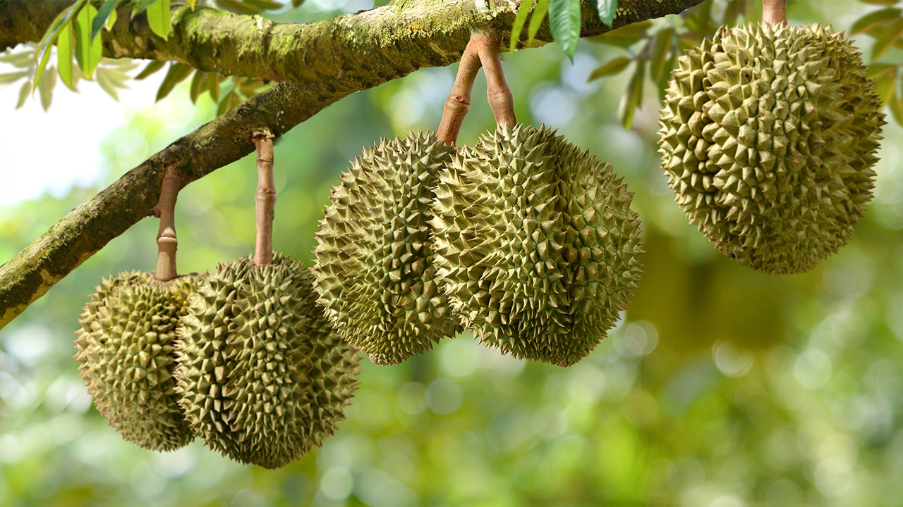 ชาวสวนผลไม้น้ำตาร่วง!!