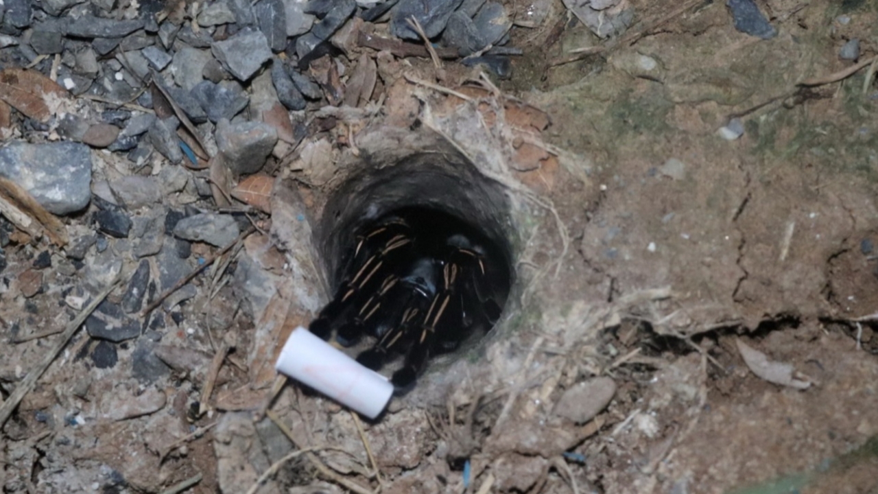 คอหวยขอโชคกลางสายฝน ยิ้มได้เลขเด็ดเสี่ยงทาย "พญาบึ้ง" ลุ้นงวด 1/8/68